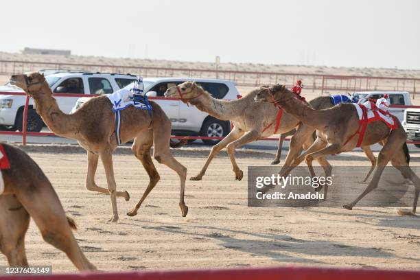 Camel Riding Kuwait Kuwait Camel Photos and Premium High Res Pictures - Getty Images