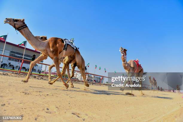 Child Camel Racing 4,229 Racing Camels Stock Photos, High-Res Pictures, and Images - Getty ...