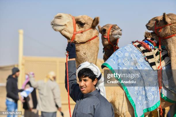 Camel Riding Kuwait Kuwait Camel Photos and Premium High Res Pictures - Getty Images
