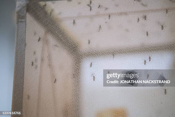 Mosquitos fly in a cage covered with a net in a lab in Stockholm's University on December 15, 2021. By tapping into the process that draws mosquitoes...