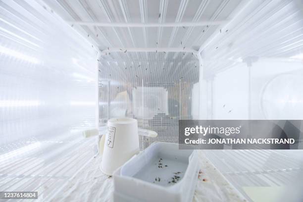 Mosquitos fly in a cage with a net cover in a lab of Stockholm's University on December 15, 2021. - By tapping into the process that draws mosquitoes...