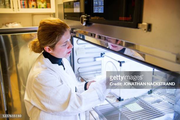 Researcher Noushin Emami checks cages containing mosquitoes and covered with nets at her lab in Stockholm's University on December 15, 2021. - By...
