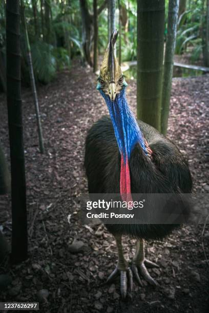 southern cassowary - casuario foto e immagini stock