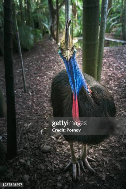 southern cassowary - cassowary stock pictures, royalty-free photos & images