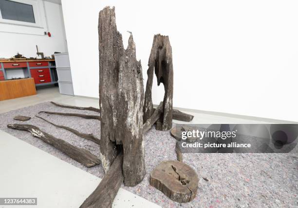 January 2021, Baden-Wuerttemberg, Kleinheppach: Parts of a wooden wine press from the 14th century lie to dry in a room of the Stone Age Museum....