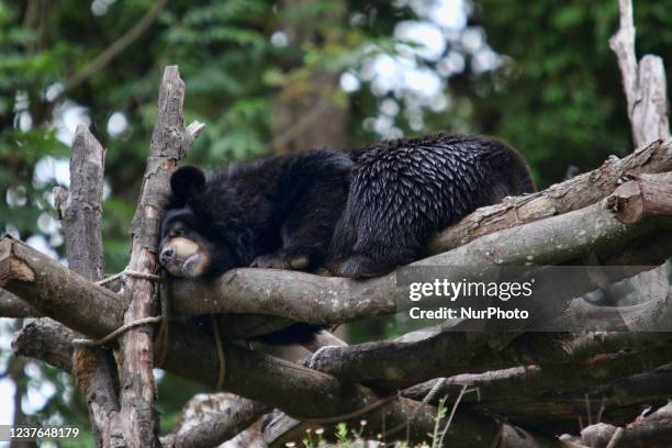 Himalayan Black Bear at the Padmaja Naidu Himalayan Zoological Park in Darjeeling, West Bengal, India, on May 31, 2010. It is a venerable species due...