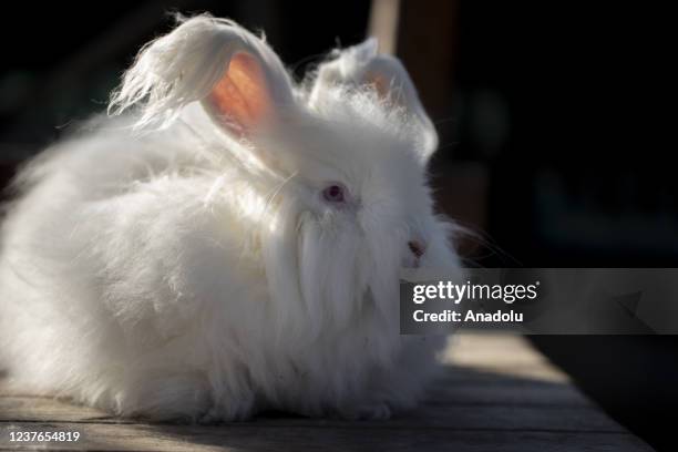 Rabbits And A Turkey Photos and Premium High Res Pictures - Getty Images