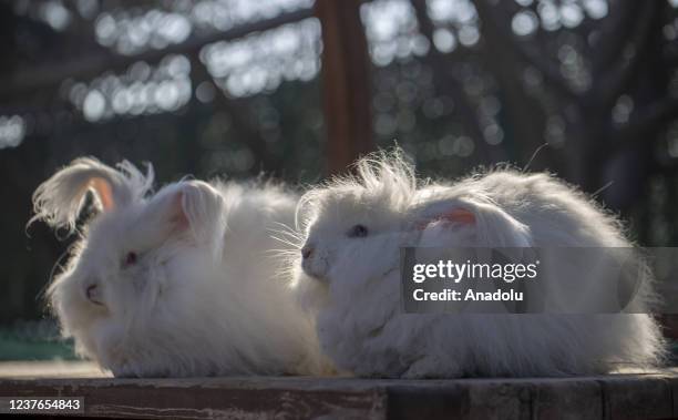 Olddist Rabbit Rabbit Coat Photos and Premium High Res Pictures - Getty Images
