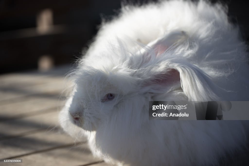 Ankara's iconic animals: Angora cat, Angora rabbit and Angora goat