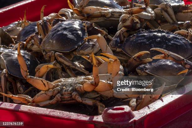 Dungeness crab in San Francisco, California, U.S., on Tuesday, Jan. 11, 2022. San Franciscos commercial Dungeness crab season opened on December 29,...