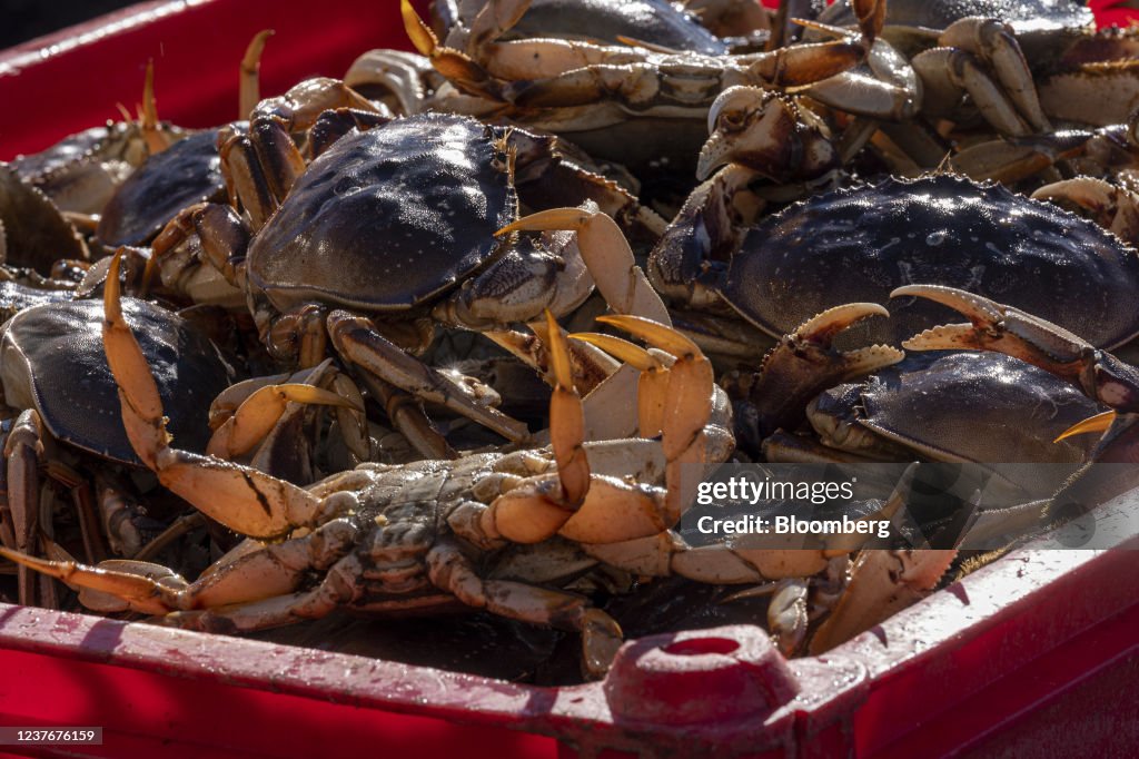 Dungeness Crabs Arrive In San Francisco After Delayed Start To Fishing Season