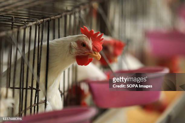 Chicken peeks out from a cage at a poultry farm in Keraniganj Upazila. The economic system of Bangladesh is mostly dependent on agriculture and...
