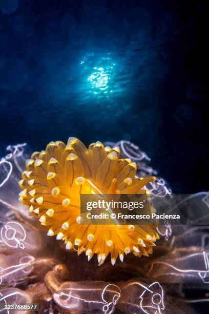 nudibranco dorato - sea squirt stock pictures, royalty-free photos & images
