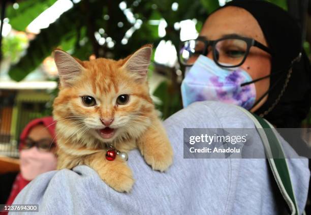 Health workers check the cat's health before receiving the rabies vaccine at the Bukit Duri sub-district office, Tebet, Jakarta, January 13, 2022....