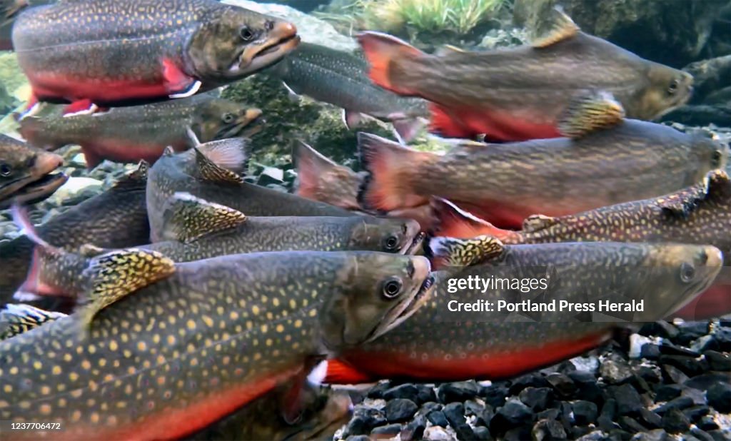 Trout release
