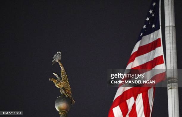 Rare snowy owl sits on an eagle-topped flag pole near a US flag outside Union Station in Washington DC, on January 13, 2022.