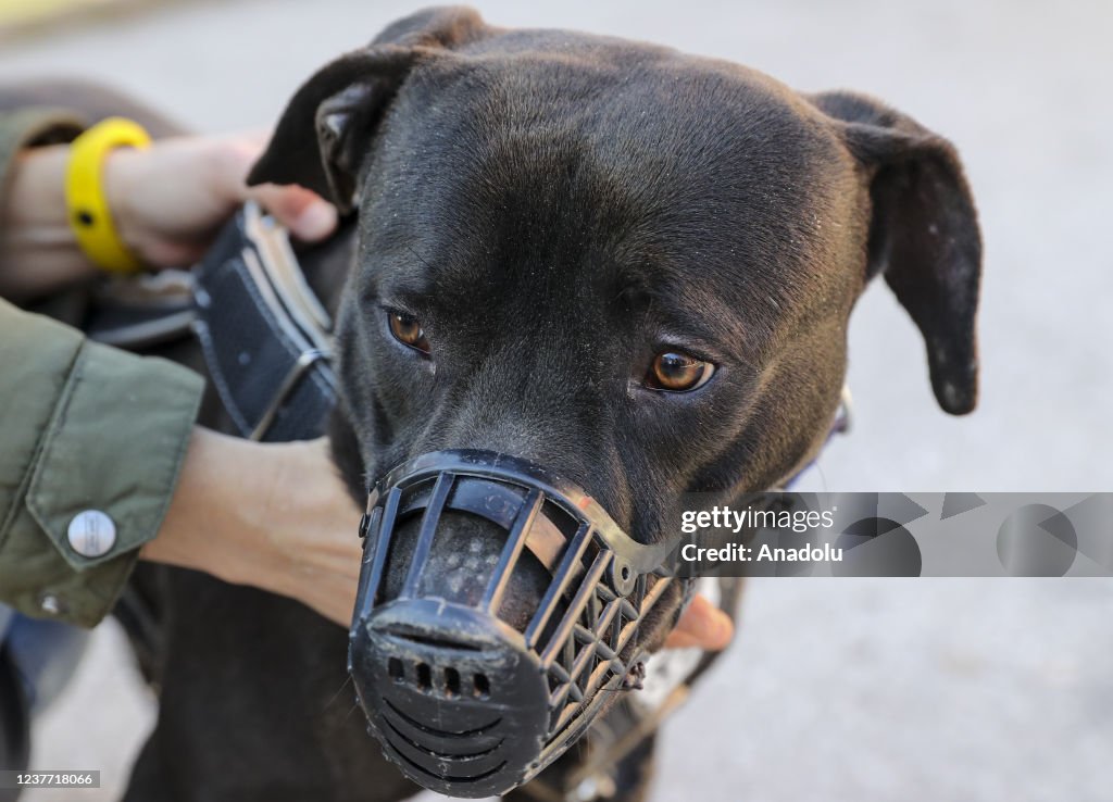 Last day of activity in the registration process of 6 banned dog breeds