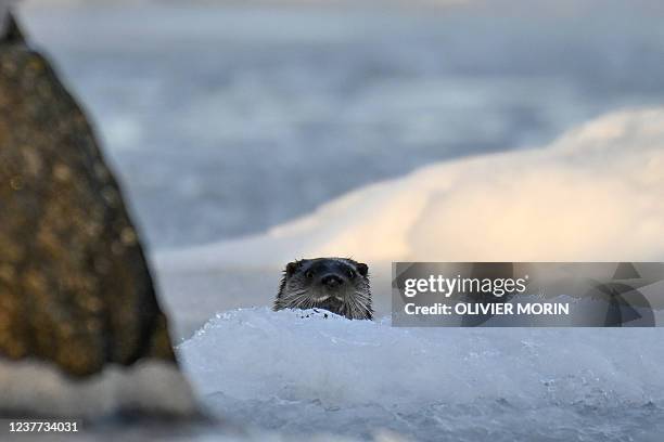Shell Replot Replot Photos and Premium High Res Pictures - Getty Images