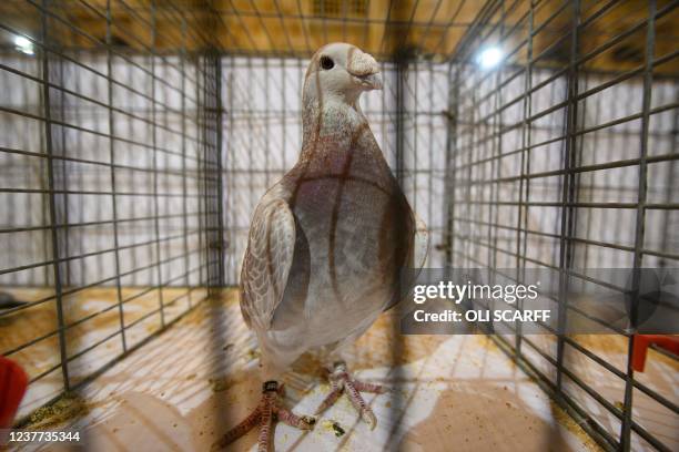 Snow Racer Pigeons 541 Pigeon Fanciers Photos & High Res Pictures - Getty Images
