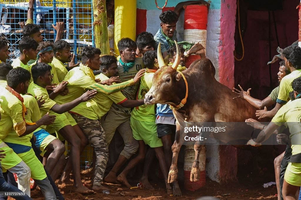 INDIA-ANIMAL-BULLFIGHTING