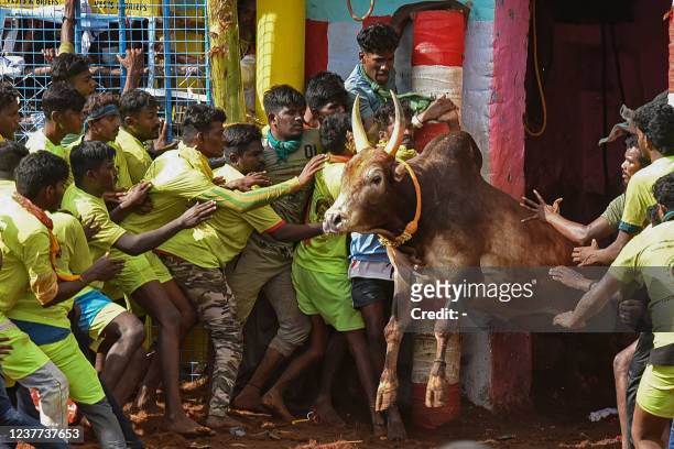 Participants try to control a bull during an annual bull taming event "Jallikattu" in Palamedu village on the outskirts of Madurai in the southern...