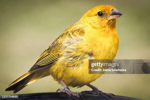 canary bird - canarino delle isole canarie foto e immagini stock