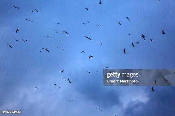 Seagulls fly in the sky of Gaza City during rainy storm, January 16, 2022.