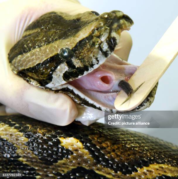 Python Snake Digesting 27 Snake Digesting Stock Photos, High-Res Pictures, and Images - Getty ...