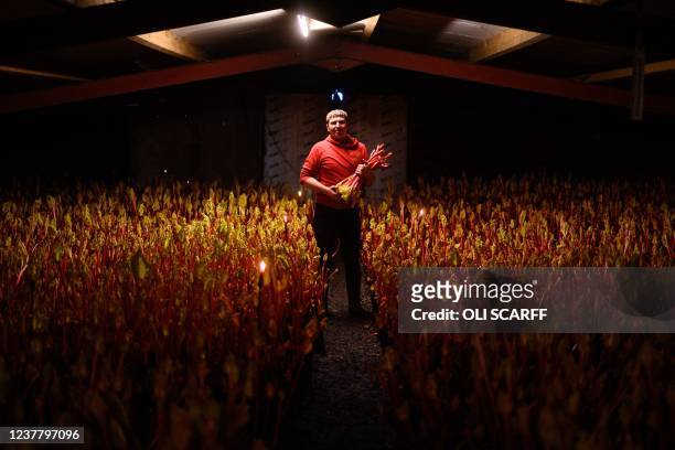 Farmer Robert Tomlinson poses for a photograph as he harvests forced rhubarb by candlelight on his farm in Pudsey, near Leeds in northern England on...