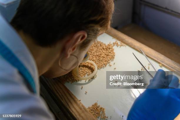 Lab Grain 5,263 Grain Port Stock Photos, High-Res Pictures, and Images - Getty Images