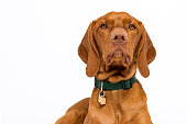 Cute hungarian vizsla dog headshot front view studio portrait. Dog wearing pet collar with name tag looking at camera isolated over white background.