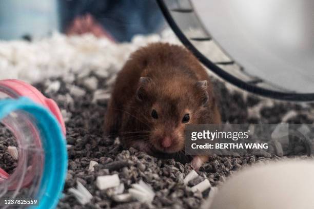 Two-year-old hamster named "Ring" owned by Cheung, a member of an online hamster community who has volunteered to foster abandoned small animals in...
