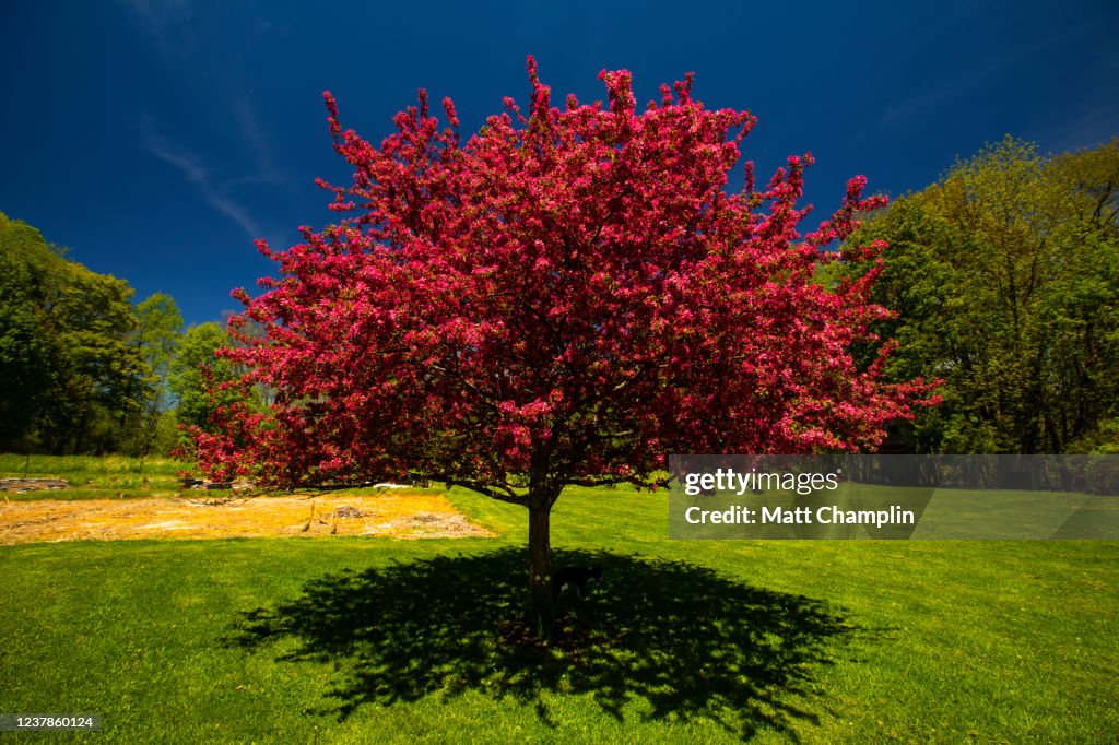 Flowering Crab Apple Tree