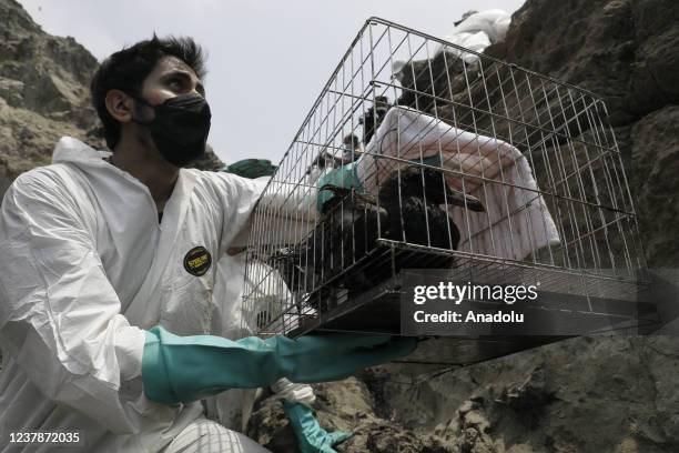 Cleaning teams rescue a sea bird during oil removal works at the shores after an oil spill in the Ventanilla Sea in the province of Callao has...