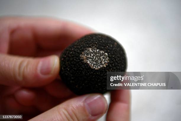 This picture taken on January 18, 2022 shows a cut round black truffle at the Maison Gaillard cannery which transforms and preserves truffles, in...