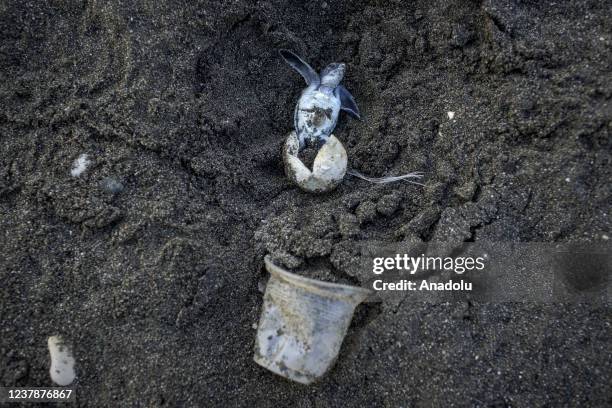 Baby turtle is seen near a plastic waste before reaching the sea as survival against hunters continues amid plastic wastes at Samandag beach in...