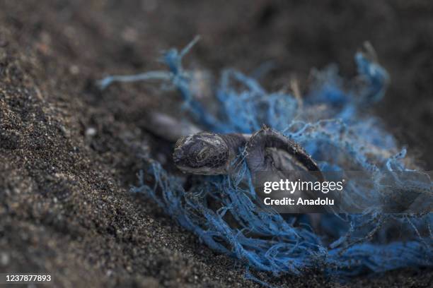 Sea turtle is seen amid ghost nets of fishers despite the efforts of conservation, many die due to plastic wastes every year, at Samandag beach of...
