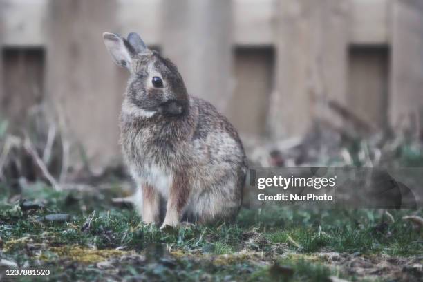 Wild Eastern Cottontail rabbit cleaning itself in Ontario, Canada.