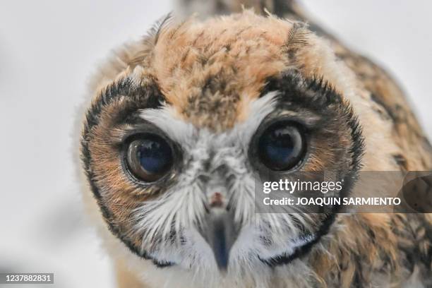 Striped owl is pictured after a tomography exam at the CES veterinarian clinic in Envigado, Colombia, on January 21, 2022. - The owl had a...