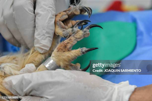 Vet checks if a striped owl is a asleep before a tomography exam at the CES veterinarian clinic in Envigado, Colombia, on January 21, 2022. - The owl...