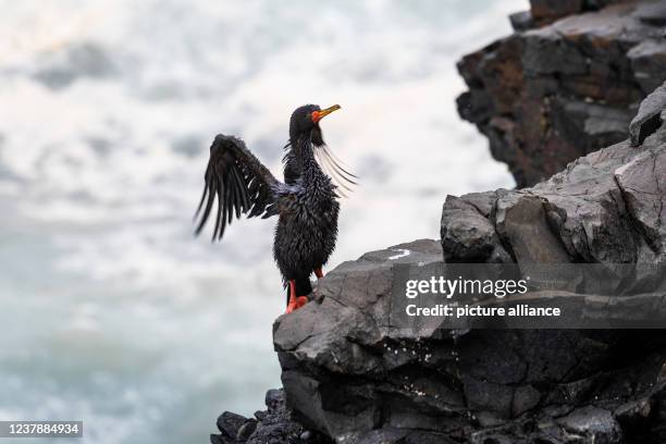 January 2022, Peru, Aucallama: A water bird escapes from the sea after an oil spill at the La Pampilla refinery, owned by the Spanish company Repsol....