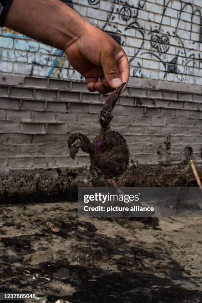 January 2022, Peru, Ancon: A man shows a dead crab after an oil spill at the La Pampilla refinery, owned by the Spanish group Repsol. Last weekend,...