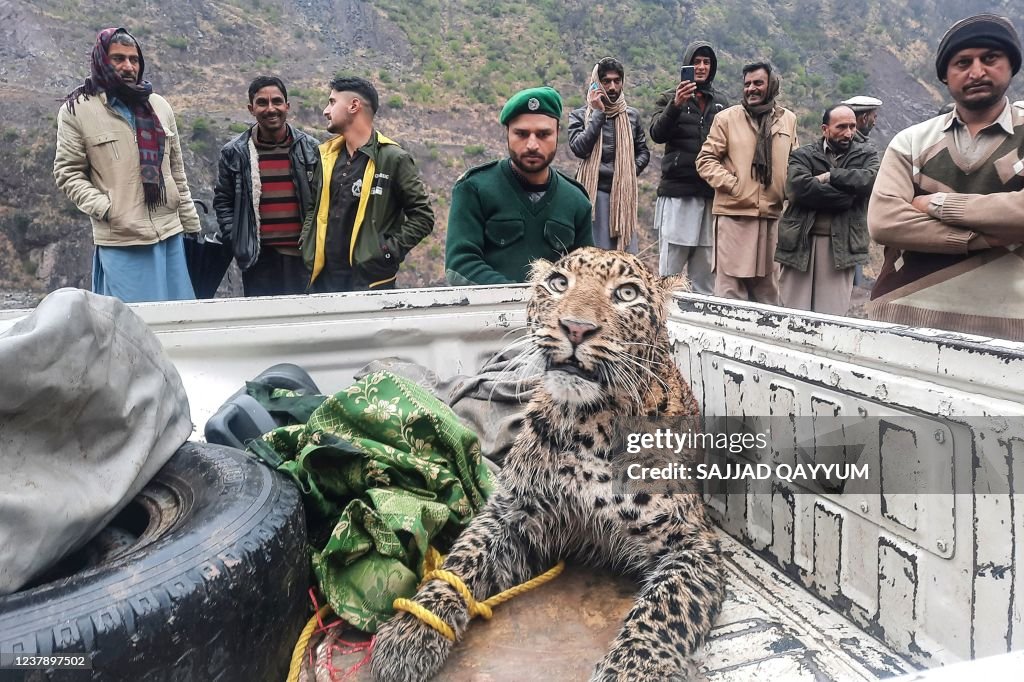 An employee of the Azad Jammu and Kashmir wildlife department rescues...  Photo d'actualité - Getty Images