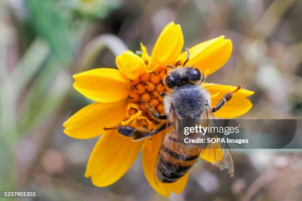 African Honey bee collects nectar on a wildflower in Syokimau. The blossoming of the wildflowers after the rains witnessed in Syokimau has brought...