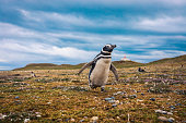 The Magellanic penguins with the Lighthouse of Magdalena Island background