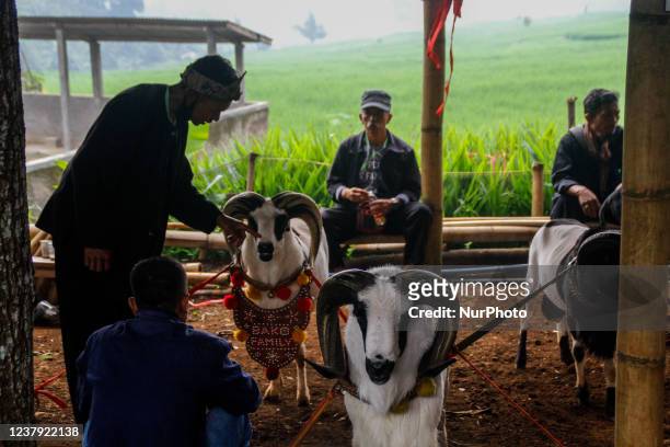 Indonesian shepherds prepared a ram for fight during a Sundanese traditional cultural event on January 23, 2022 in Sumedang, Indonesia. Ram fighting...