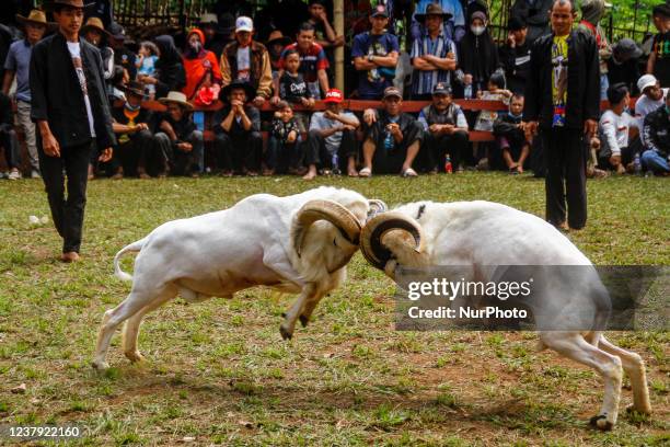 Rams fight at a traditional sheep fighting during a Sundanese traditional cultural on January 23, 2022 in Sumedang, Indonesia. Ram fighting is part...