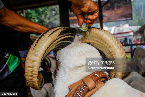 Indonesian shepherds prepared a ram for fight during a Sundanese traditional cultural event on January 23, 2022 in Sumedang, Indonesia. Ram fighting...