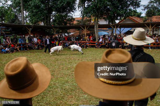 Rams fight at a traditional sheep fighting during a Sundanese traditional cultural on January 23, 2022 in Sumedang, Indonesia. Ram fighting is part...