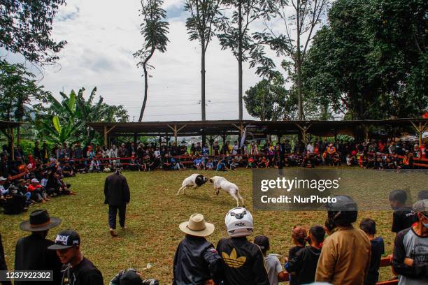 Rams fight at a traditional sheep fighting during a Sundanese traditional cultural on January 23, 2022 in Sumedang, Indonesia. Ram fighting is part...